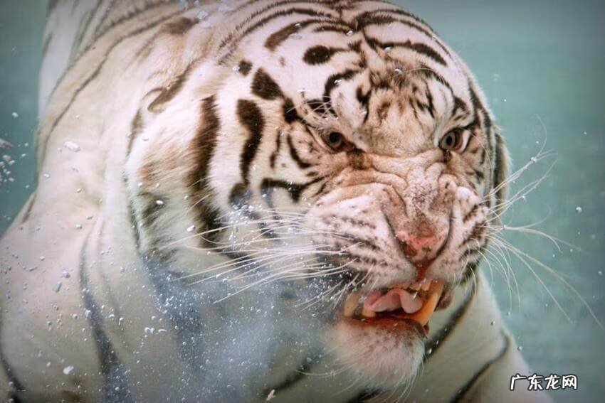 老虎摆件摆家里什么位置好 风水中的白虎