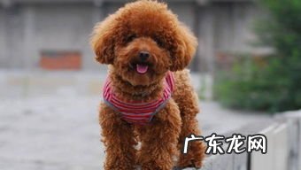 泰迪叫什么名字好听男 大泰迪叫什么巨型贵宾犬图片