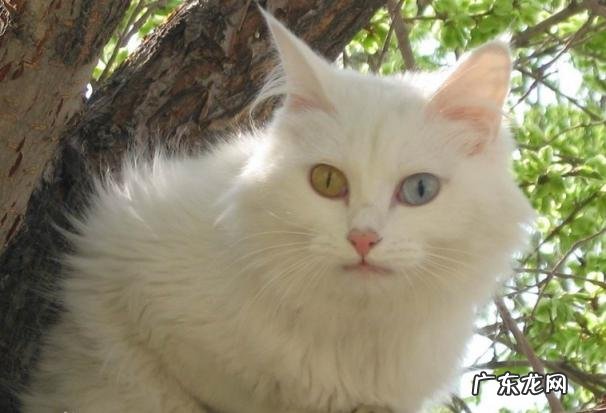 中华田园猫的品种介绍及图片 颜值高的中华田园猫