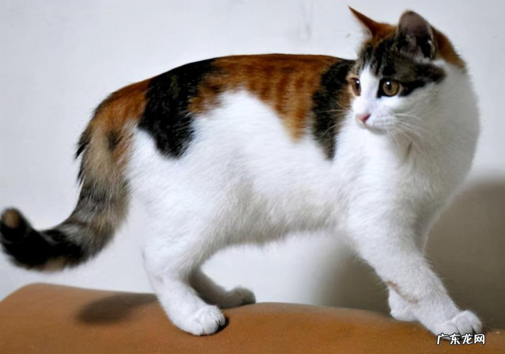中华田园猫的品种介绍及图片 颜值高的中华田园猫