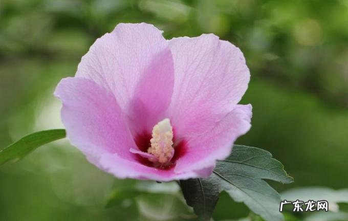 人无千日好花无百日红是什么意思 人无千日好,花无百日红出自哪里