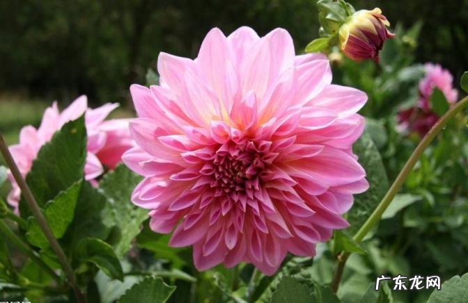 人无千日好花无百日红是什么意思 人无千日好,花无百日红出自哪里