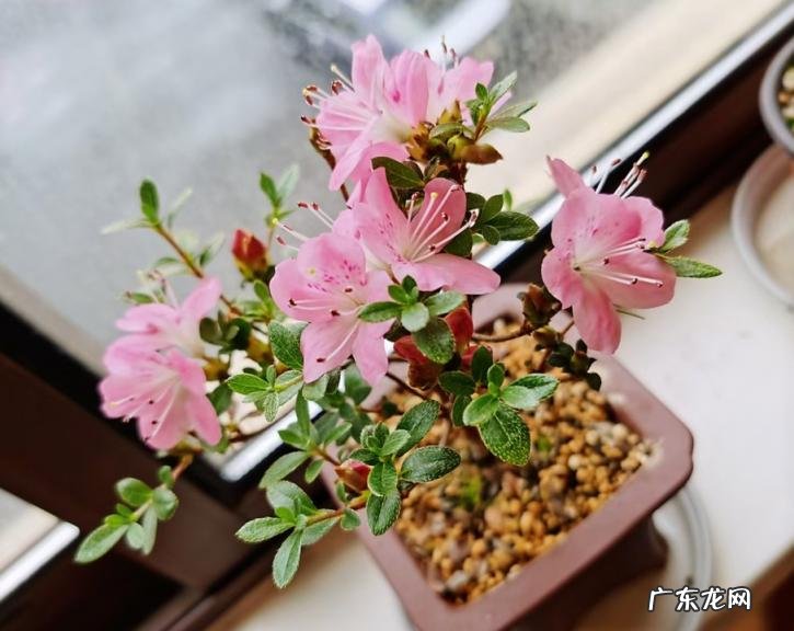 多菌灵的用途和使用方法,辣椒播种前能用多菌灵吗 多菌灵的作用和用途正确使用方法视频