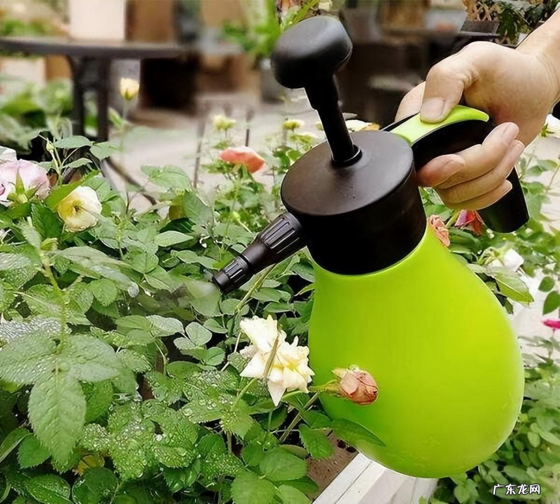 多菌灵的用途和使用方法,辣椒播种前能用多菌灵吗 多菌灵的作用和用途正确使用方法视频