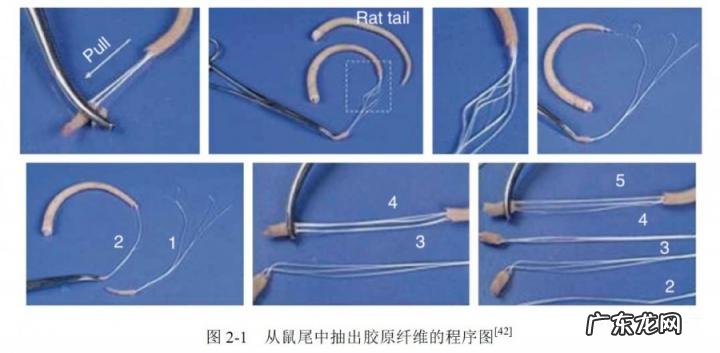 耗子尾汁儿是什么意思? 耗子尾汁药用