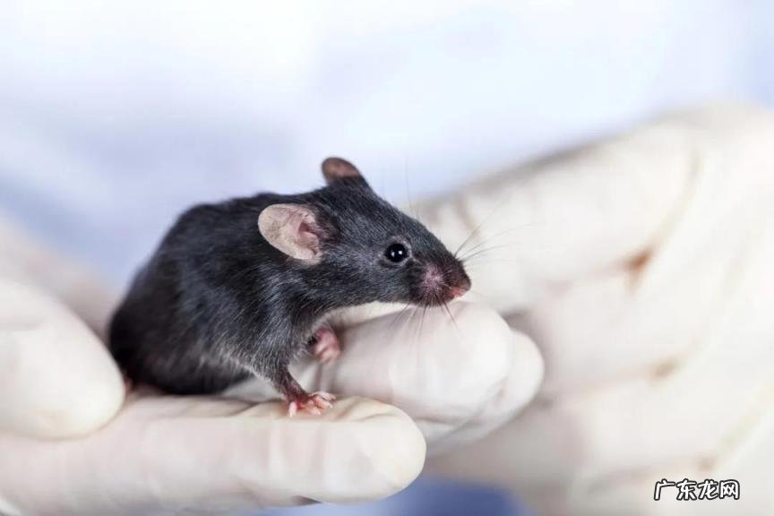 耗子尾汁儿是什么意思? 耗子尾汁药用