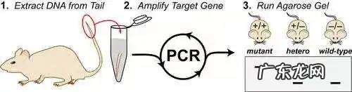 耗子尾汁儿是什么意思? 耗子尾汁药用