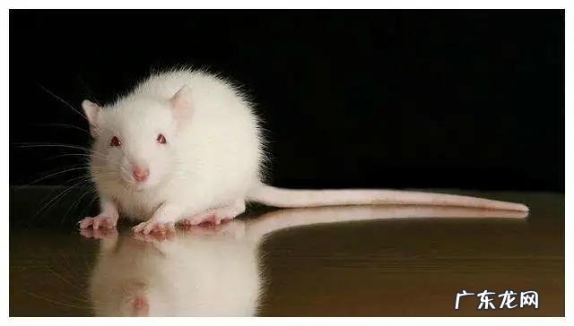 耗子尾汁儿是什么意思? 耗子尾汁药用