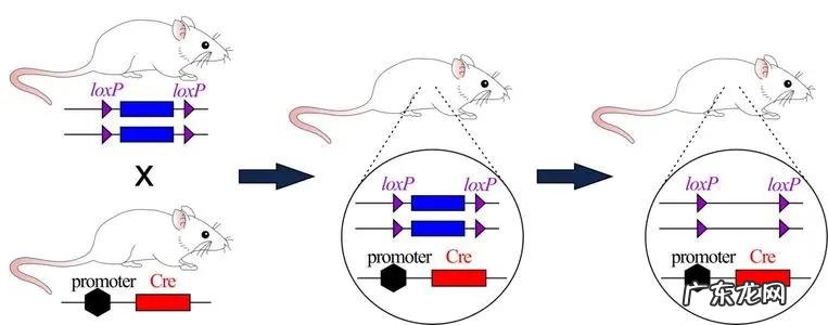 耗子尾汁儿是什么意思? 耗子尾汁药用