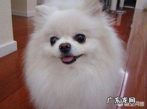 博美犬价格多少钱一只?有什么影响因素?