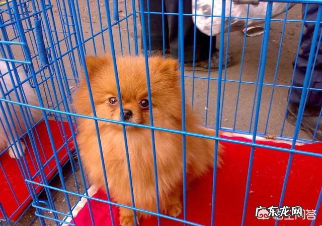 博美犬价格多少钱一只?有什么影响因素?