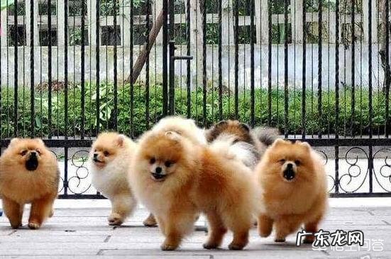 博美犬价格多少钱一只?有什么影响因素?