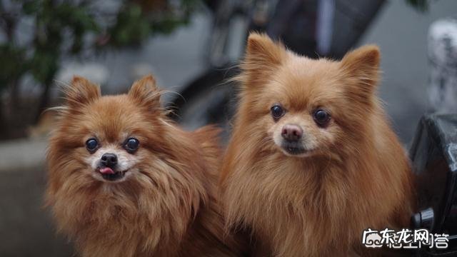 博美犬价格多少钱一只?有什么影响因素?