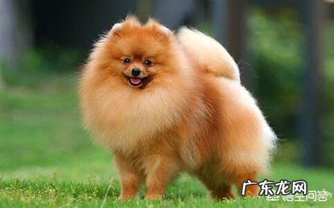 博美犬价格多少钱一只?有什么影响因素?