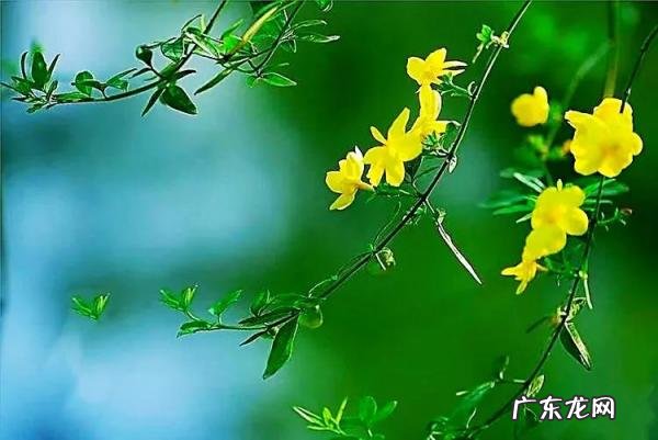 迎春花长什么样子图片大全 迎春花的品种有哪些