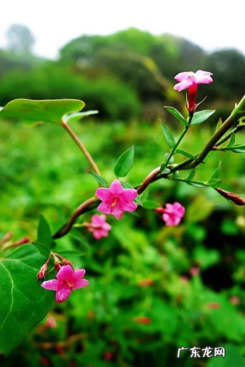 迎春花长什么样子图片大全 迎春花的品种有哪些