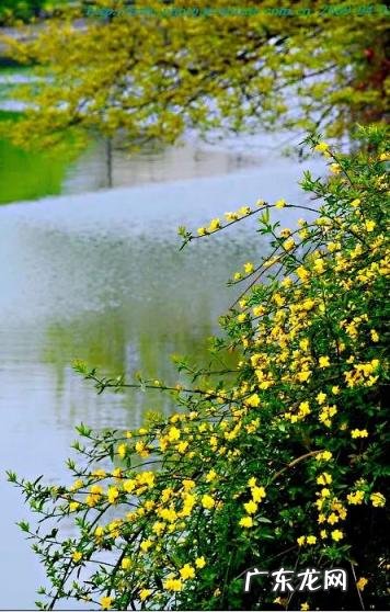 迎春花长什么样子图片大全 迎春花的品种有哪些