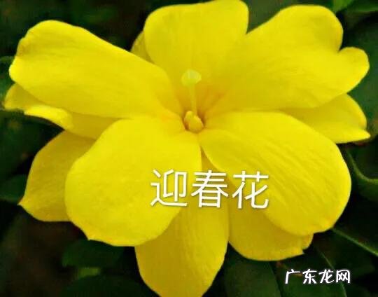 迎春花长什么样子图片大全 迎春花的品种有哪些