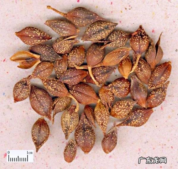 迎春花长什么样子图片大全 迎春花的品种有哪些