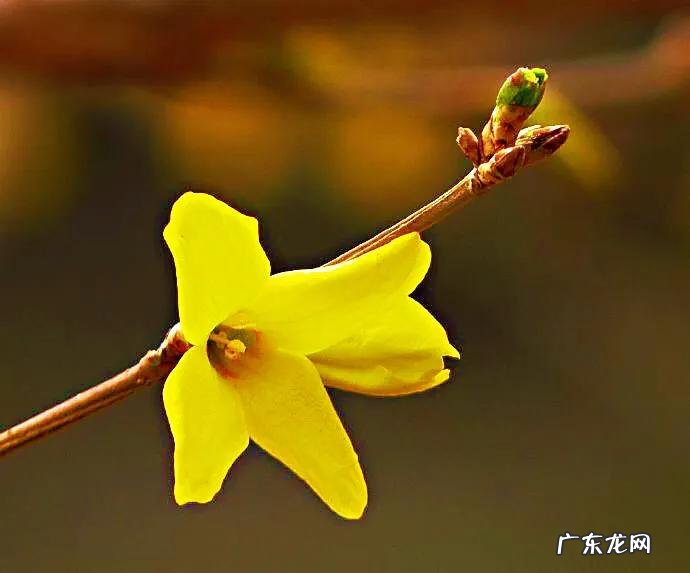 迎春花长什么样子图片大全 迎春花的品种有哪些