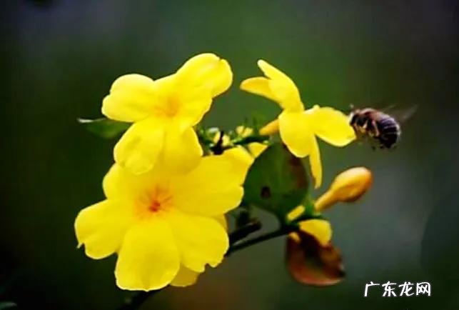 迎春花长什么样子图片大全 迎春花的品种有哪些