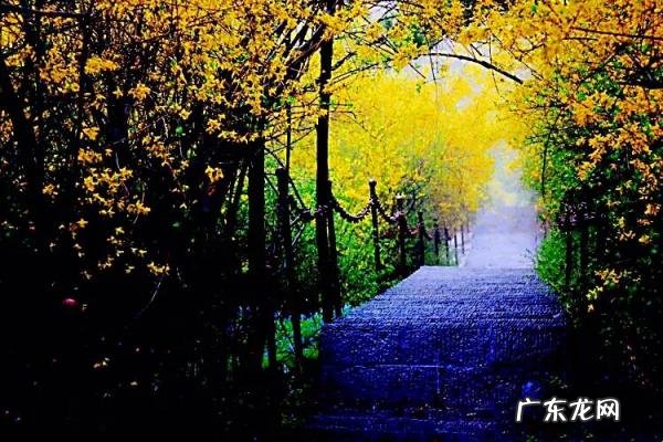 迎春花长什么样子图片大全 迎春花的品种有哪些