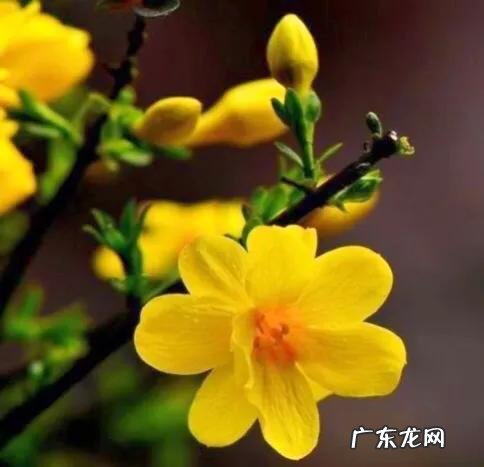 迎春花长什么样子图片大全 迎春花的品种有哪些