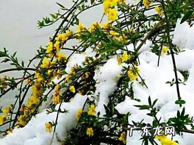 迎春花长什么样子图片大全 迎春花的品种有哪些