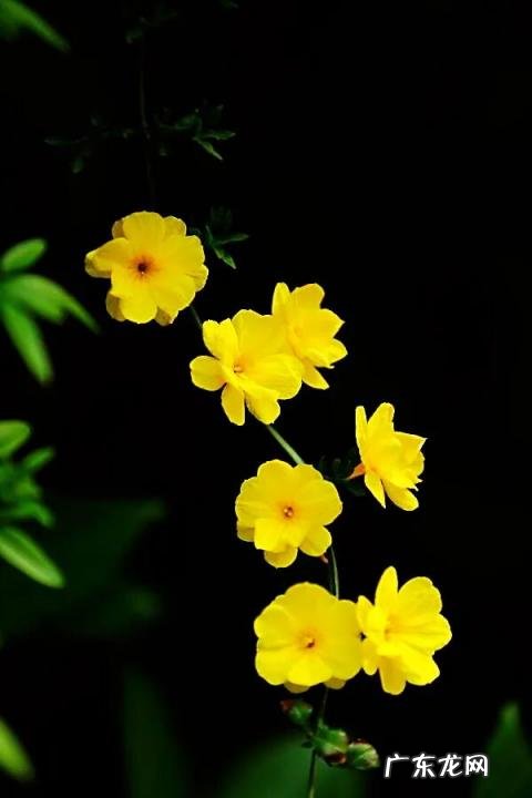 迎春花长什么样子图片大全 迎春花的品种有哪些