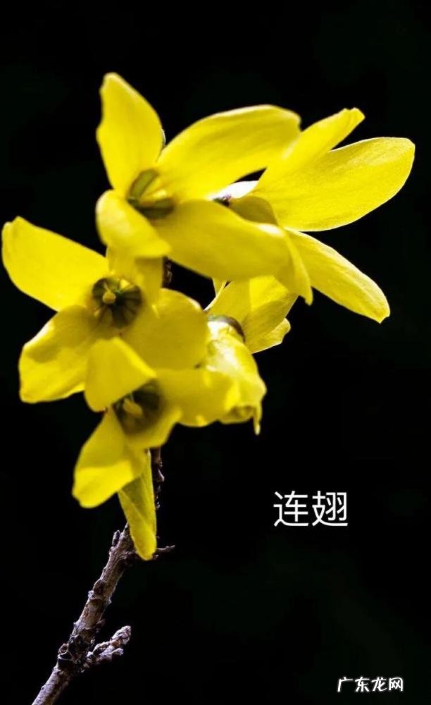 迎春花长什么样子图片大全 迎春花的品种有哪些