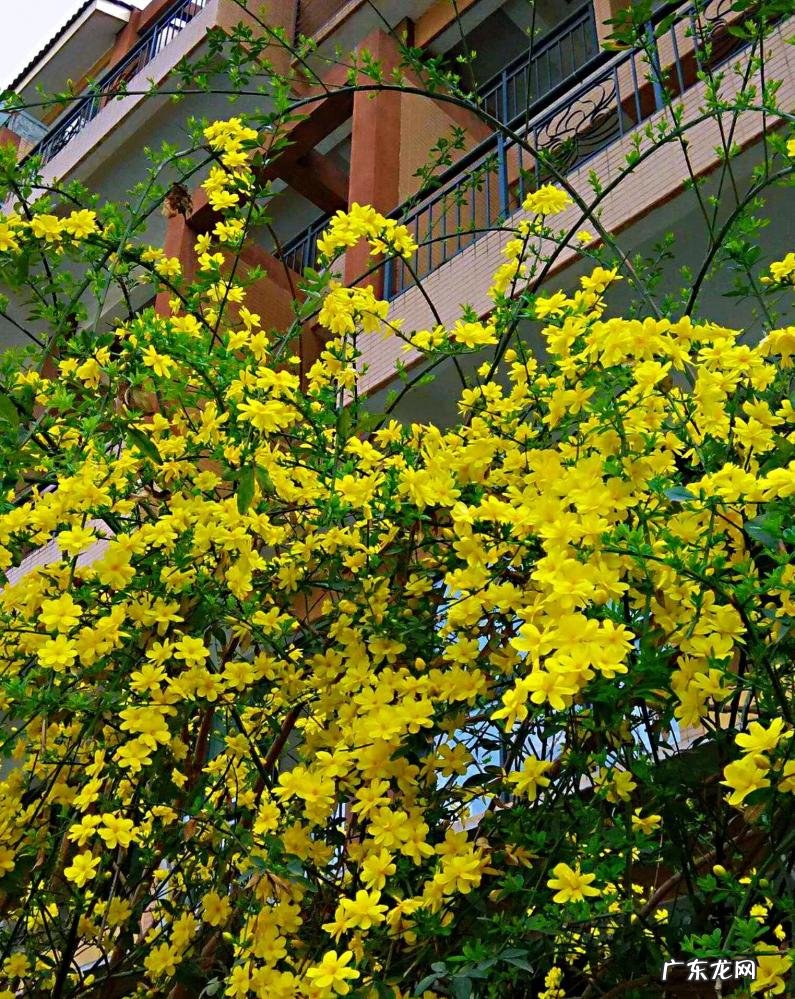 迎春花长什么样子图片大全 迎春花的品种有哪些