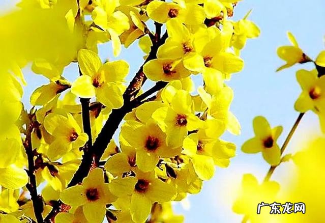 迎春花长什么样子图片大全 迎春花的品种有哪些