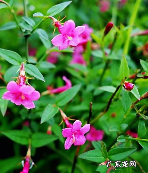 迎春花长什么样子图片大全 迎春花的品种有哪些