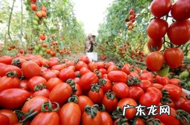 云台山在哪个省哪个市哪个县 云台山是哪个县的