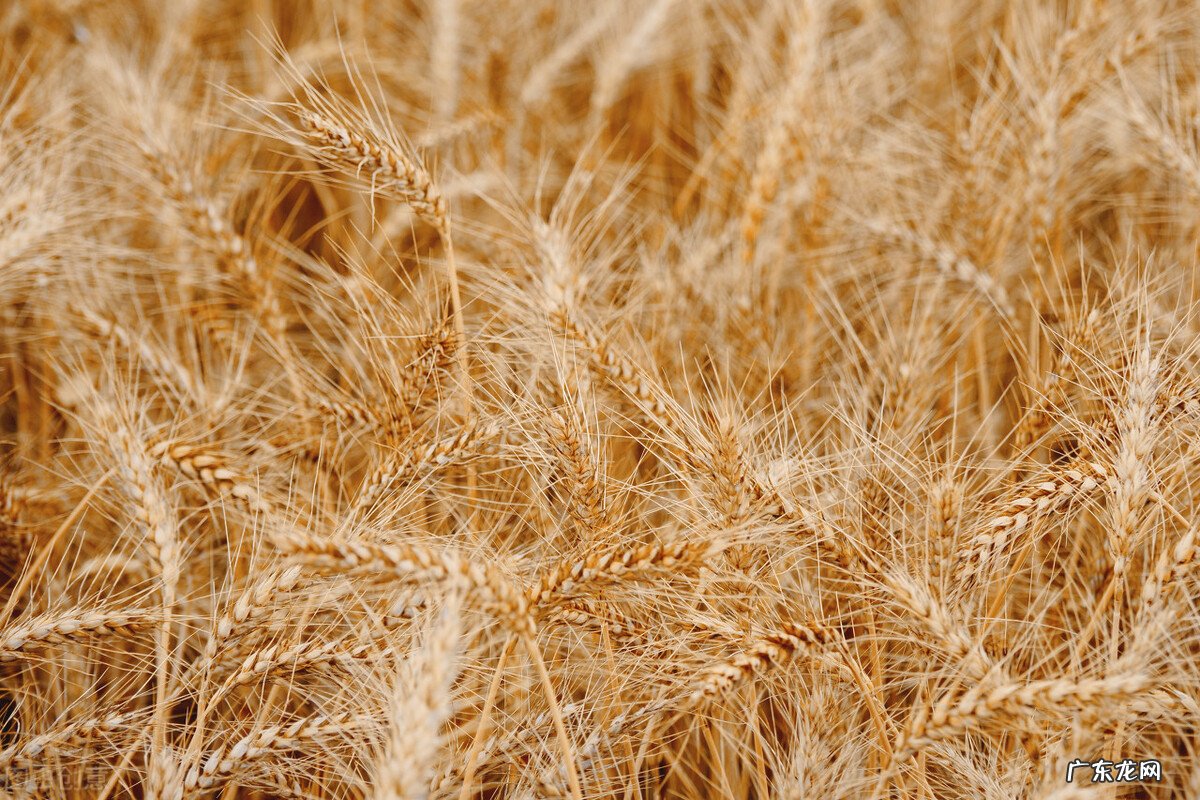 乌克兰粮食出口即将恢复,埃及却取消订单,为什么不要了?