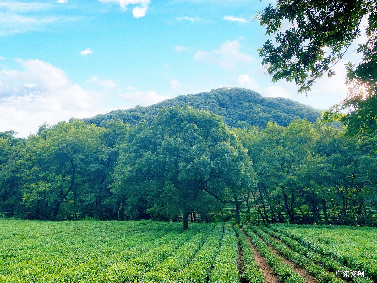 乌克兰粮食出口即将恢复，埃及却取消订单，为什么不要了？