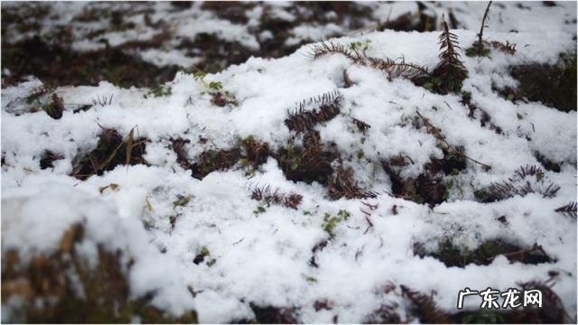 磬怎么读! 磬的怎么读音是什么