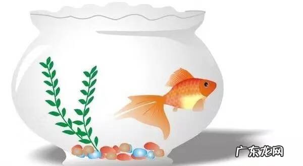 七条鱼风水画的寓意 风水画的鱼要多少条