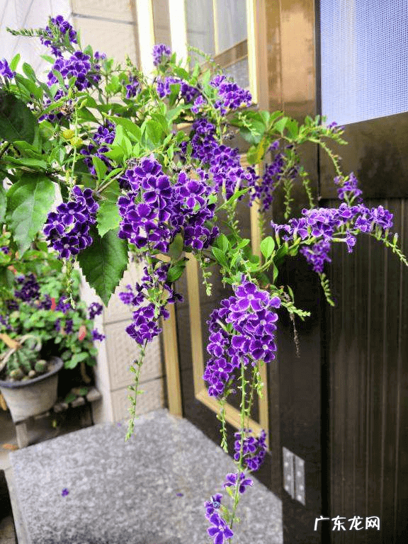 倒挂金钟属 倒挂金钟风水好吗