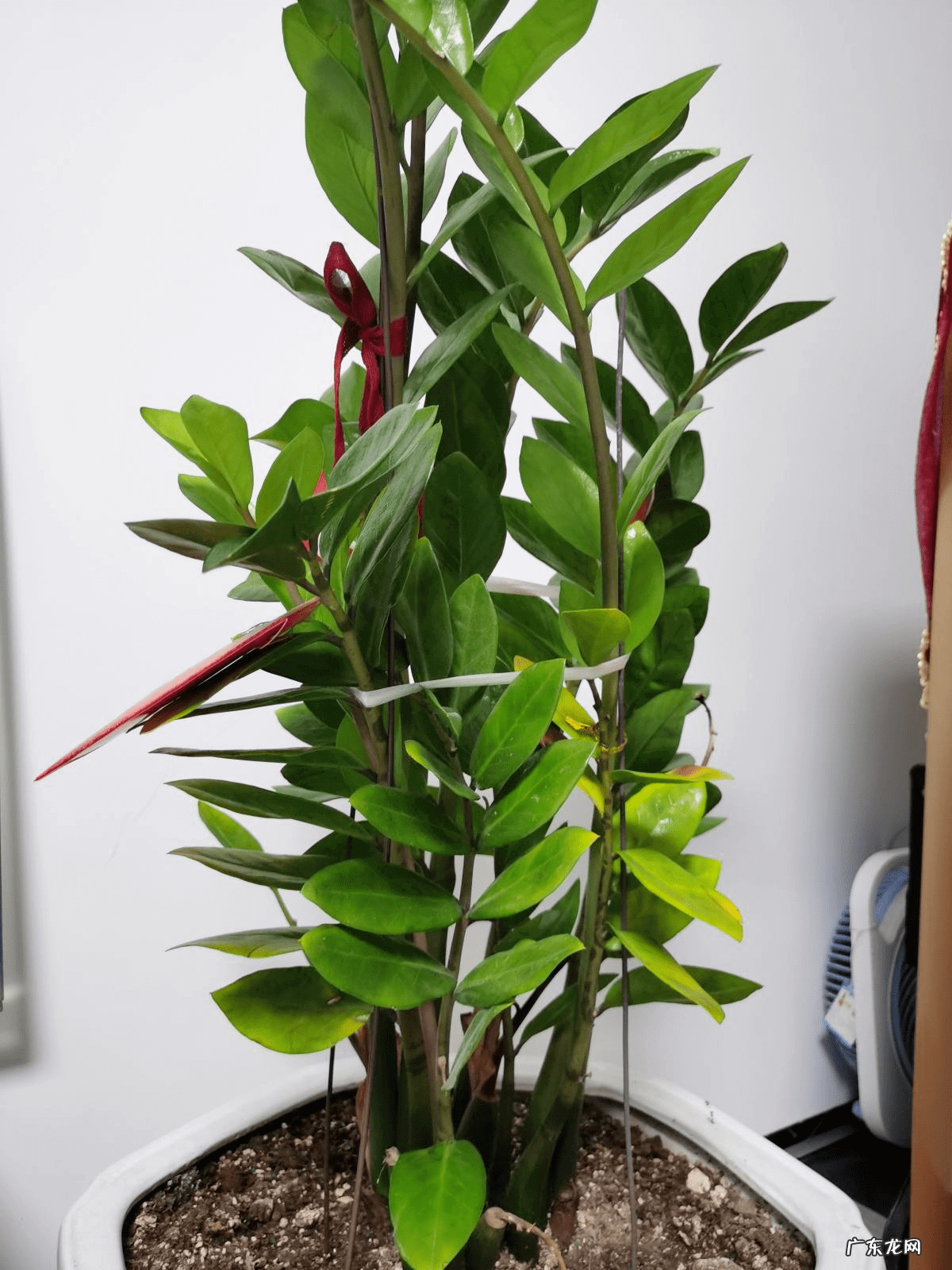 倒挂金钟属 倒挂金钟风水好吗