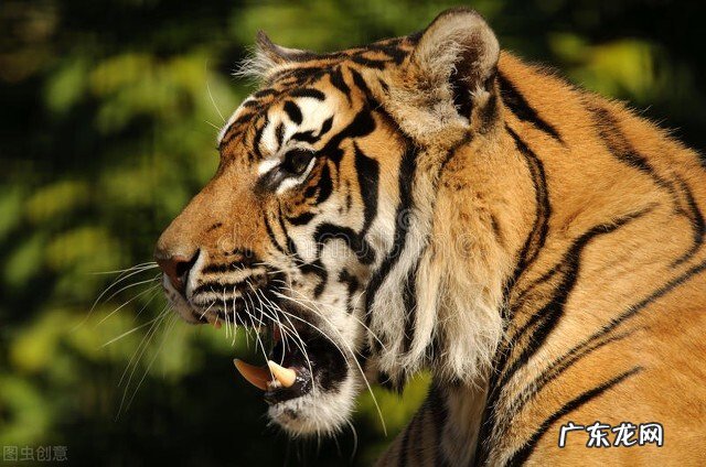 十二生肖会好高骛远吗?