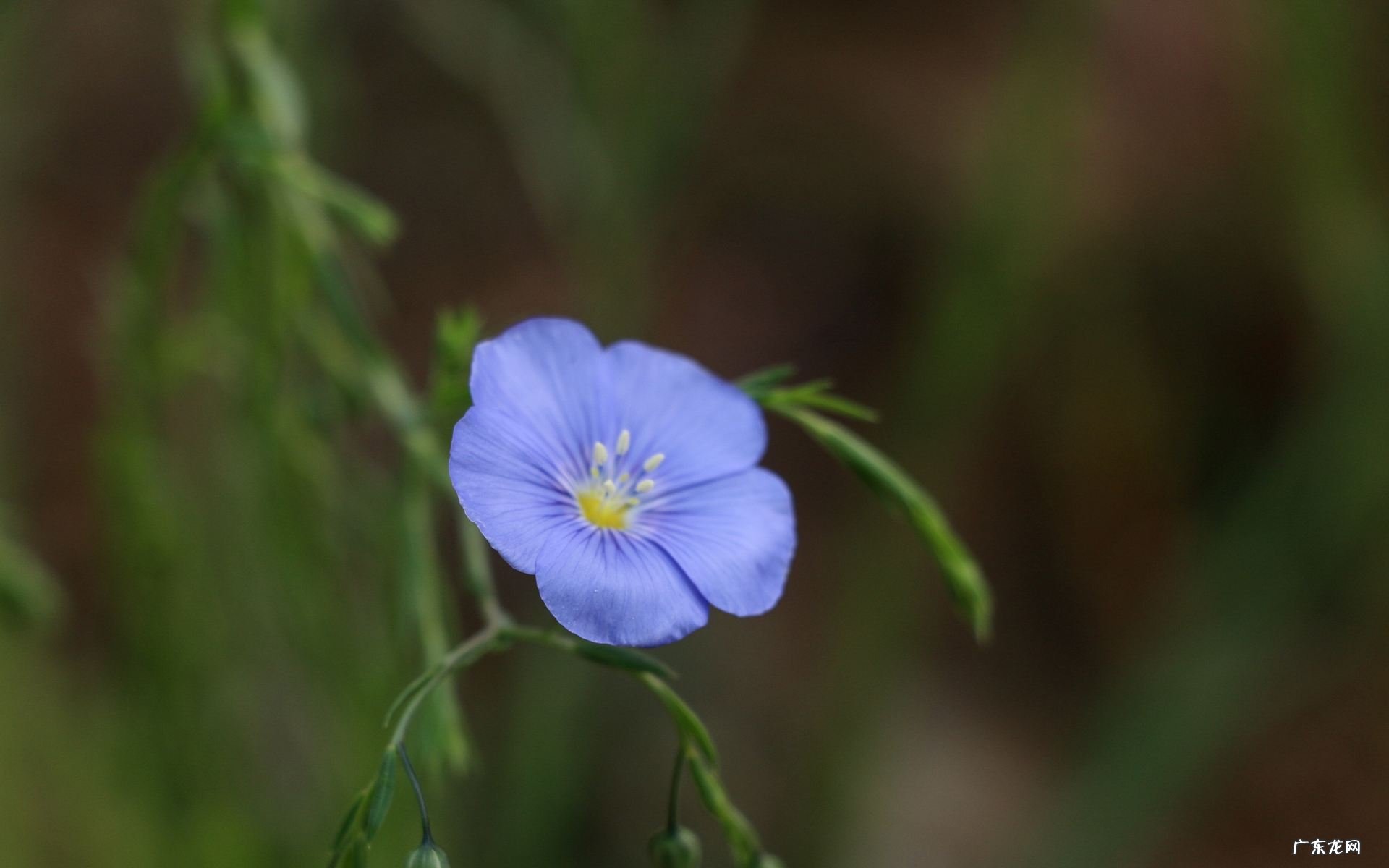 十二生肖会好高骛远吗?