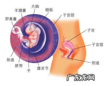 怀孕6周胎儿真实图片 有多大 怀孕2个月胎儿图片