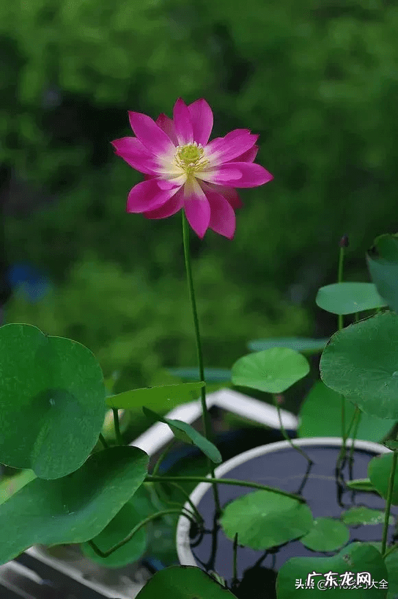 四季碗莲种在家里好吗 四季碗莲家居风水
