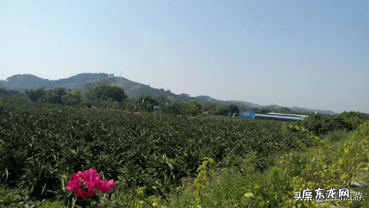 灵山县哪里好玩 灵山县龙武山庄在哪里