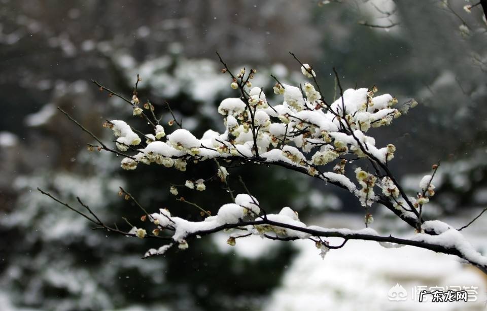 唐代诗人齐己的《早梅》该如何赏析?