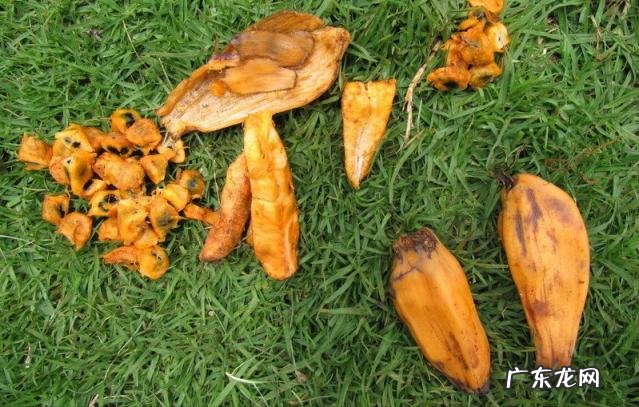 世界上十大稀有水果 世界上最罕见的几种水果