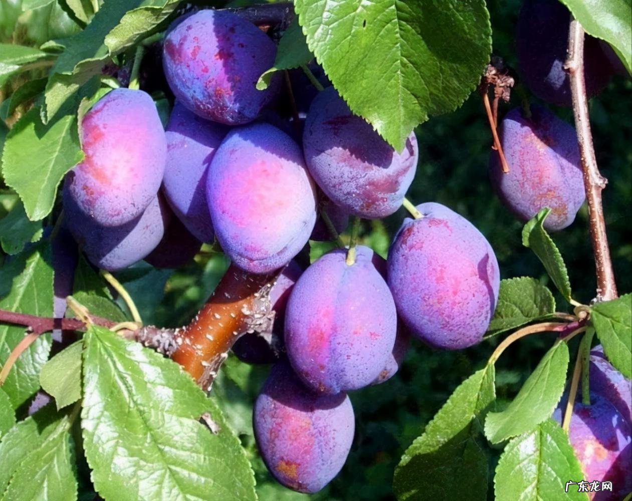 世界上十大稀有水果 世界上最罕见的几种水果