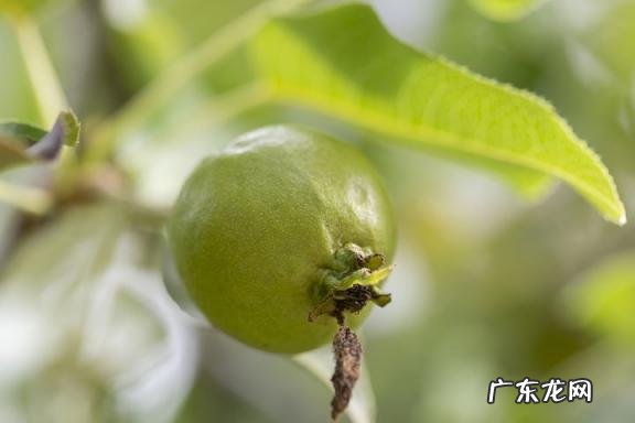 世界上十大稀有水果 世界上最罕见的几种水果