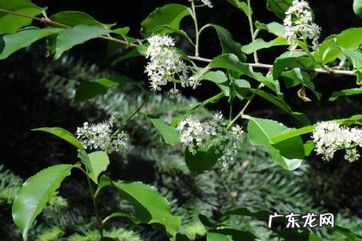 世界上十大稀有水果 世界上最罕见的几种水果